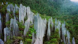 Hutan Gunung